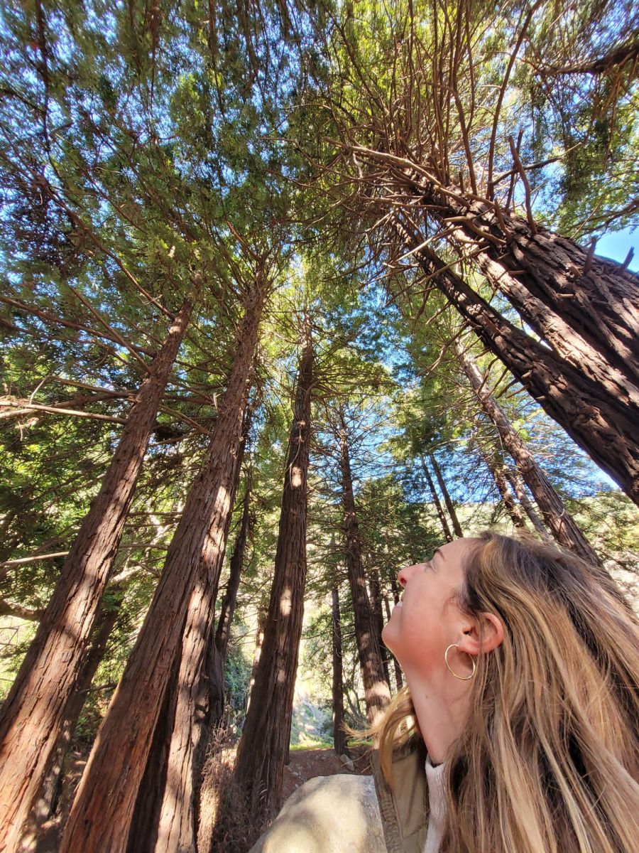 Sophia Willis-Conger looking up at redwood trees