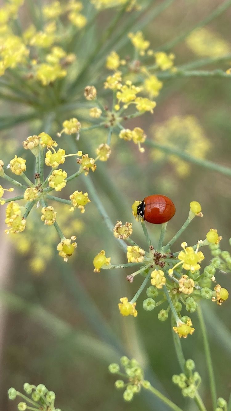 Ladybug resting on yellow fennel blossoms