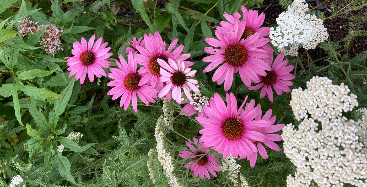 Pink coneflowers in a Santa Barbara garden