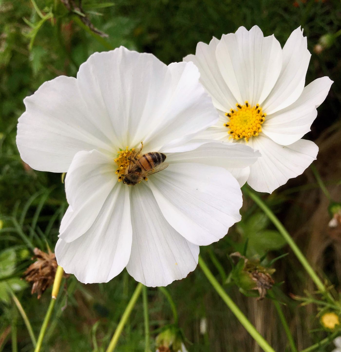 Two white cosmos flowers side by side, a bee resting on one
