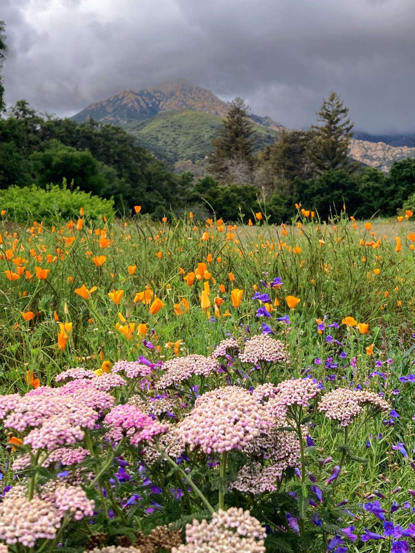 California poppies and wildflowers beneath the Santa Barbara mountains