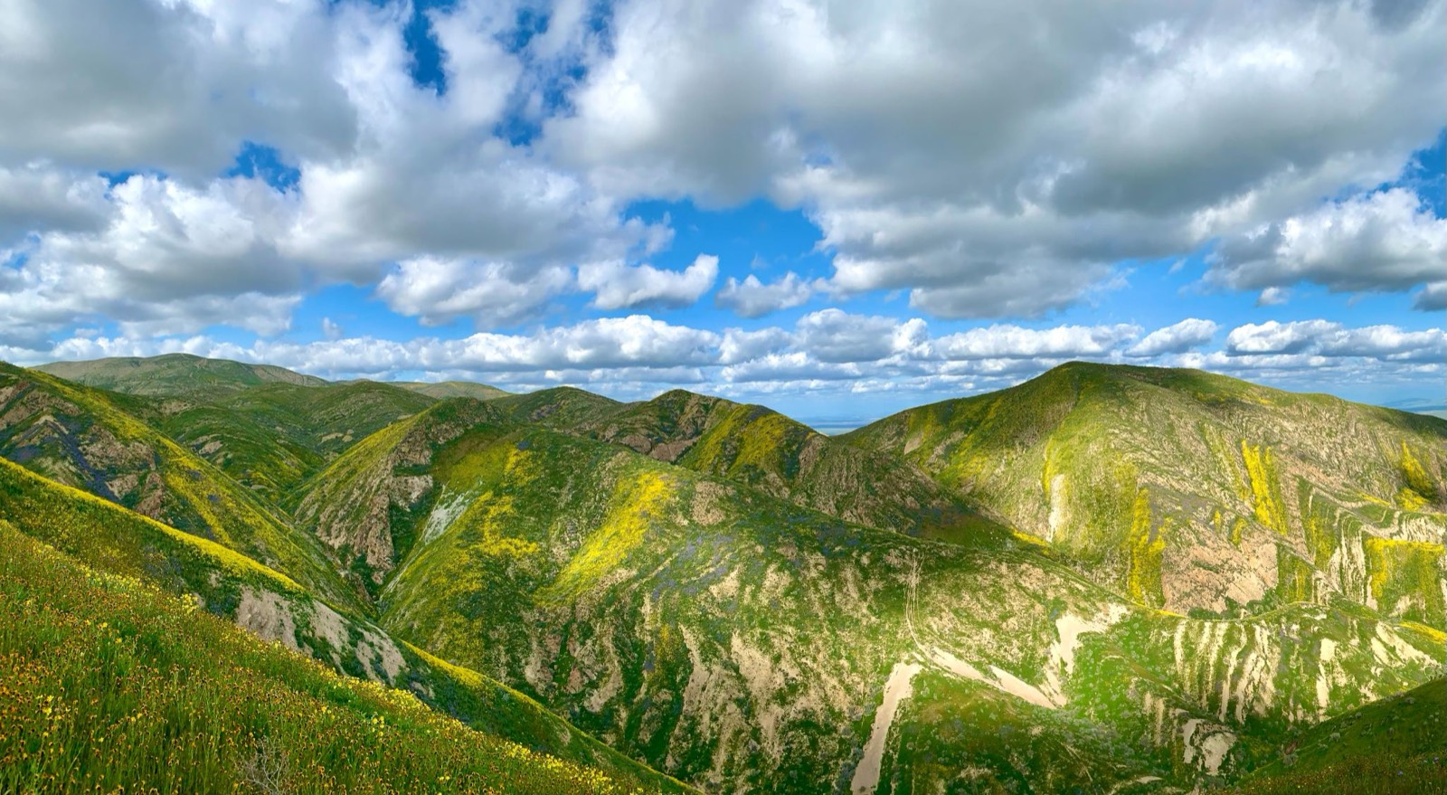 Wildflower-covered hills near Santa Barbara