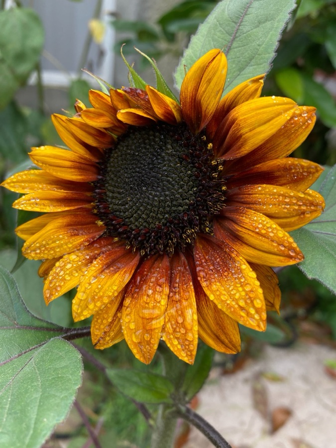 Sunflower with raindrops