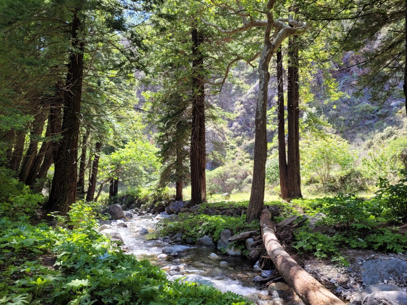 Redwoods and a creek in a quiet California canyon